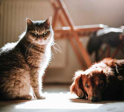 pets-enlightenment-sanctuary-memorial-park